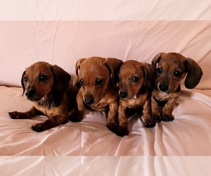 Dachshund Puppy for sale in LAKESIDE, CA, USA