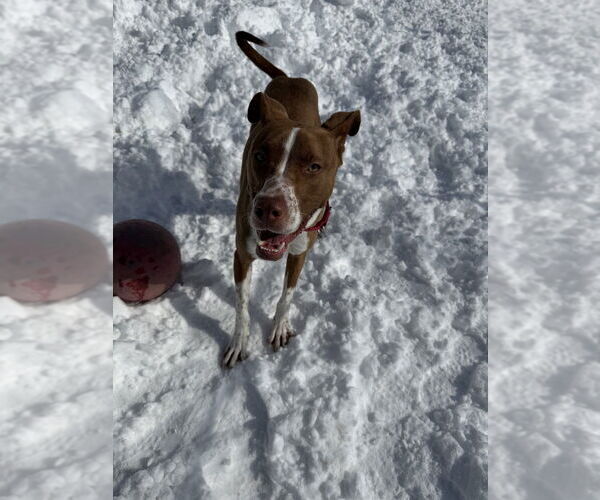 Medium Photo #5 Mutt Puppy For Sale in Elmsford, NY, USA