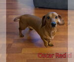 Small #5 Dachshund