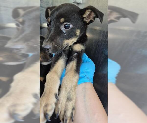 Medium Photo #1 Mutt Puppy For Sale in San Antonio, TX, USA