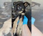 Small Mutt