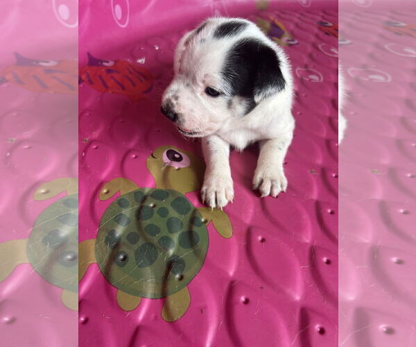 Medium Photo #3 - Mix Puppy For Sale in The Woodlands, TX, USA