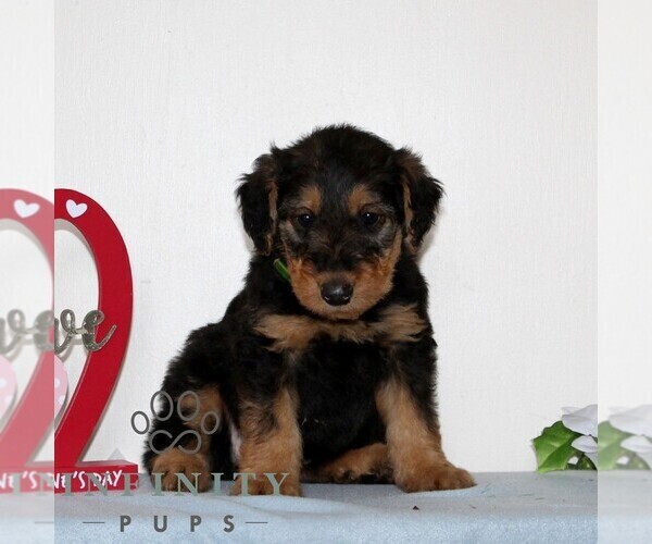 Medium Photo #1 Airedale Terrier Puppy For Sale in HOLTWOOD, PA, USA