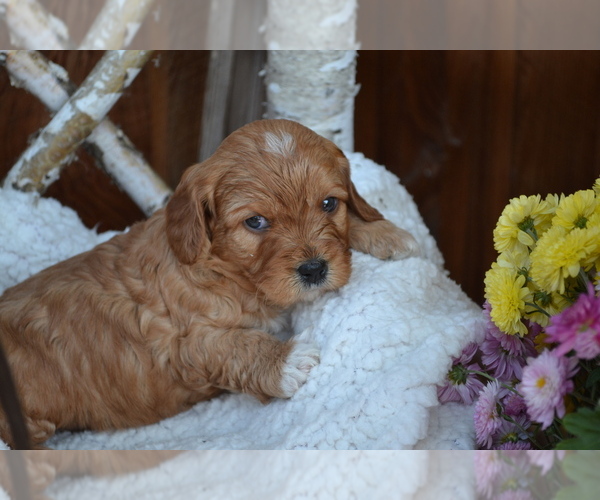 Medium Photo #17 Cavapoo Puppy For Sale in GREENWOOD, WI, USA