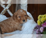 Small #3 Cavapoo