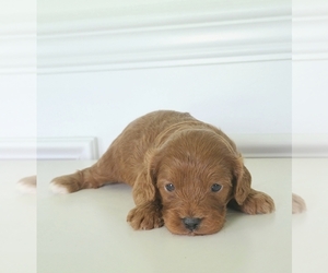 Cavapoo Puppy for sale in GULF SHORES, AL, USA