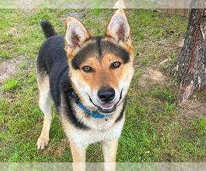 German Shepherd Dog-Huskies Mix Dogs for adoption in Waco, TX, USA