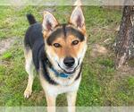 Small German Shepherd Dog-Huskies Mix