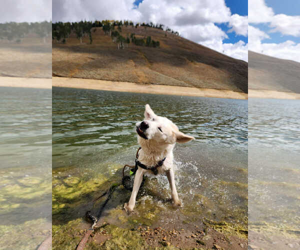 Medium Photo #3 Labrador Retriever-Unknown Mix Puppy For Sale in MIDWAY, UT, USA