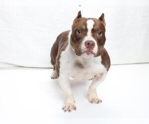Medium American Pit Bull Terrier Mix