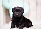 Small Photo #4 Maltipoo-Unknown Mix Puppy For Sale in FULLERTON, CA, USA