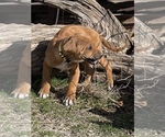 Small Photo #63 Rhodesian Ridgeback Puppy For Sale in MORONGO VALLEY, CA, USA
