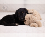 Small Photo #12 Bernedoodle Puppy For Sale in LEAVENWORTH, IN, USA
