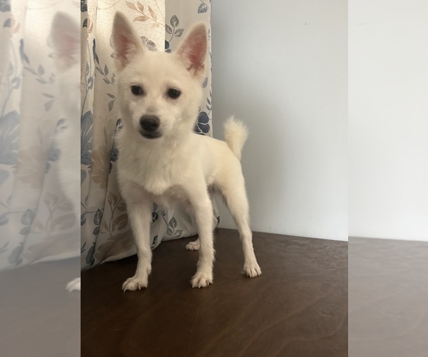 Medium Photo #21 Alaskan Klee Kai Puppy For Sale in DURHAM, CT, USA