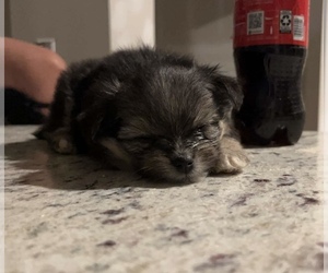Chiranian-Pomeranian Mix Puppy for sale in SHELBYVILLE, TN, USA