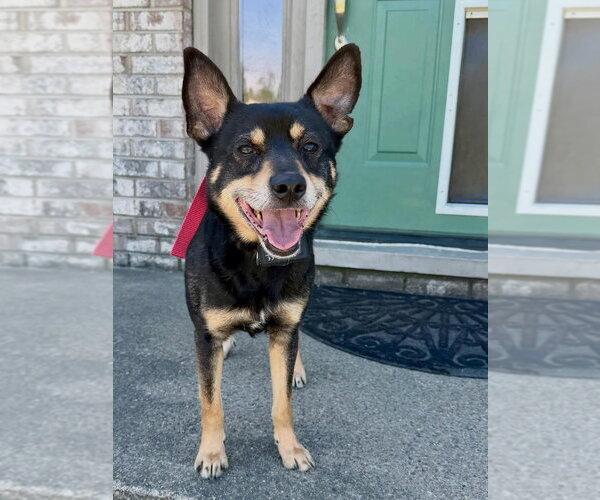 Medium Photo #1 Mutt Puppy For Sale in Aurora, IN, USA