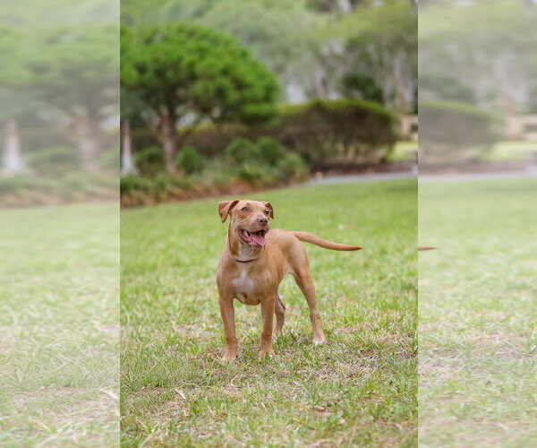 Medium Photo #8 Mutt Puppy For Sale in  Gainesville, FL, USA