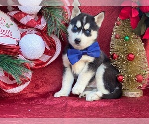Siberian Husky Puppy for sale in LANCASTER, PA, USA