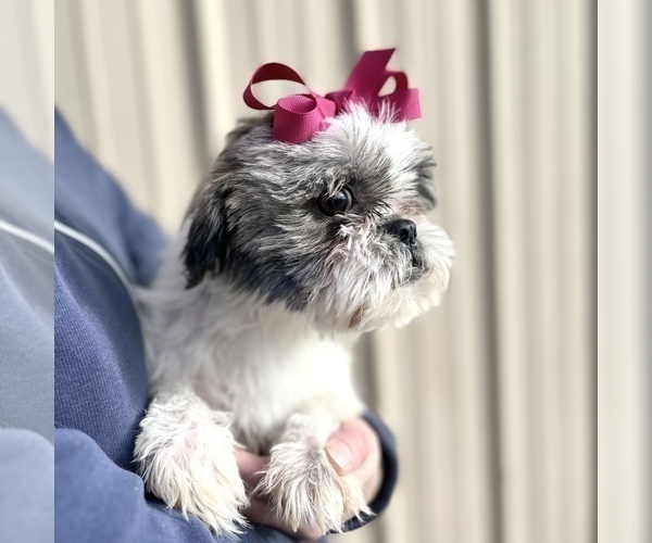 Medium Photo #1 ShihPoo Puppy For Sale in ELKTON, KY, USA