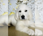 Small Photo #3 English Cream Golden Retriever Puppy For Sale in AMITY, AR, USA
