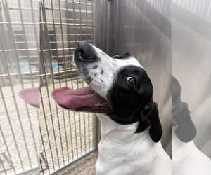 Retriever -Unknown Mix Dogs for adoption in Martinsburg, WV, USA