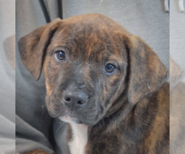 Medium Photo #6 Boxador Puppy For Sale in Huntley, IL, USA