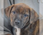 Small #5 Boxador