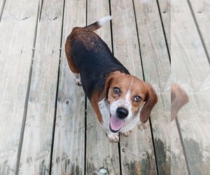 Pixie *Available Soon* - Female Beagle Dog for Adoption - Photo #4