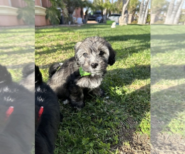 Medium Photo #3 Mal-Shi Puppy For Sale in RIVERSIDE, CA, USA