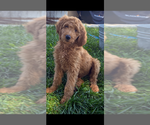 Puppy Riley Goldendoodle