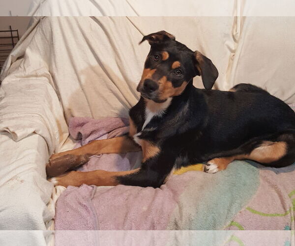 Medium Photo #6 Australian Shepherd-German Shepherd Dog Mix Puppy For Sale in Pittstown, NJ, USA