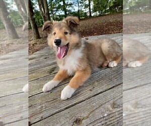 Collie Puppy for sale in IRON STATION, NC, USA