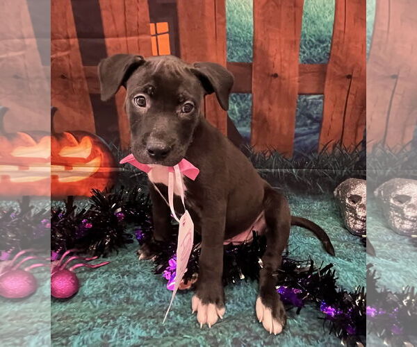 Medium Photo #3 American Pit Bull Terrier-Labrador Retriever Mix Puppy For Sale in Sanford, FL, USA