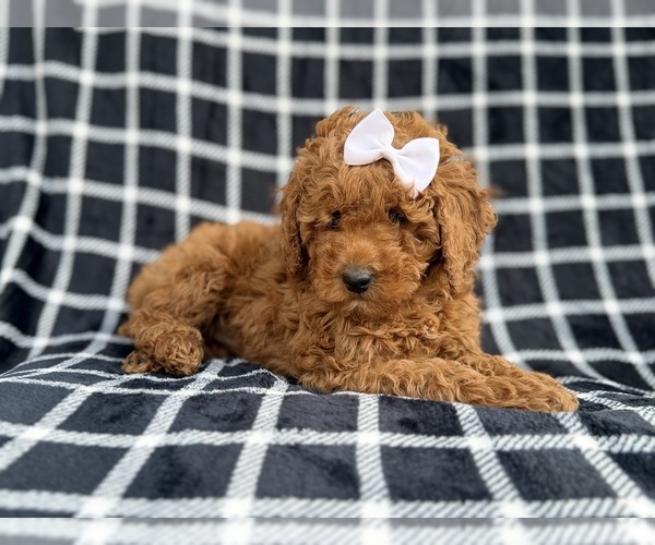 Medium Photo #7 Cock-A-Poo Puppy For Sale in LAKELAND, FL, USA
