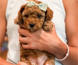 Cavapoo Puppy for sale in GREENVILLE, SC, USA