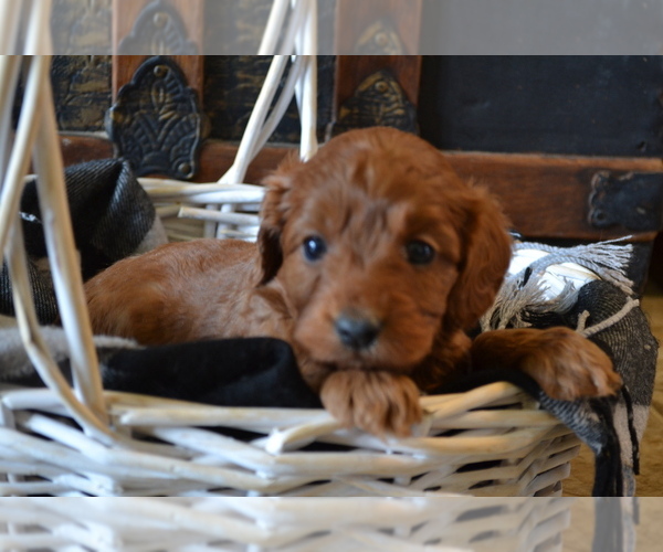 Medium Photo #3 Cavapoo (Miniature) Puppy For Sale in GREENWOOD, WI, USA