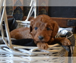 Small #2 Cavapoo (Miniature)