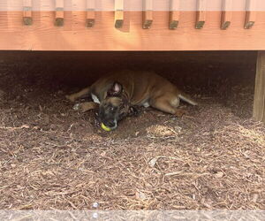 Kobe - Male Boxer-Unknown Mix Dog for Adoption - Photo #40