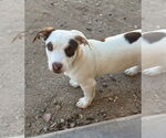 Small #2 American Staffordshire Terrier Mix