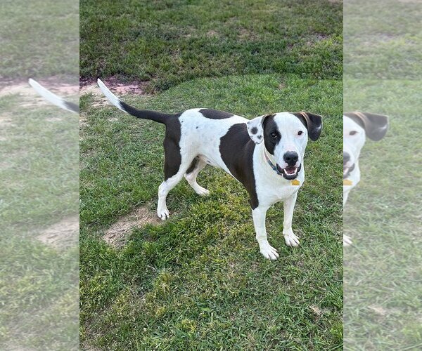 Medium Photo #6 Labrador Retriever-Unknown Mix Puppy For Sale in Eastman, GA, USA