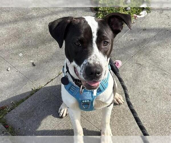 Medium Photo #2 Mutt Puppy For Sale in Martinez, CA, USA