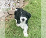 Puppy Puppy 2 Springerdoodle