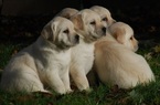 Small Photo #1 Labrador Retriever Puppy For Sale in LACEY, WA, USA