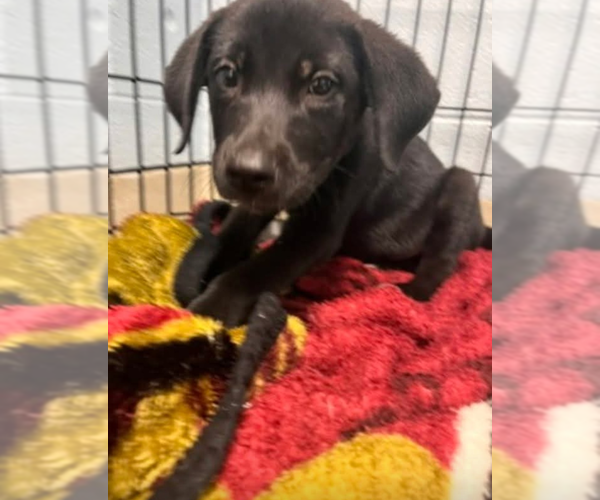 Medium Photo #1 Labrador Retriever Puppy For Sale in garner, NC, USA
