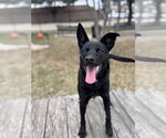 Small #1 Australian Kelpie Mix