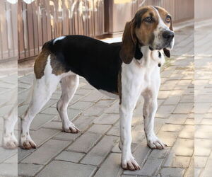 Treeing Walker Coonhound Dogs for adoption in Wilmington, NC, USA