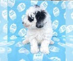 Small Photo #3 Poodle (Miniature) Puppy For Sale in DUNNVILLE, KY, USA