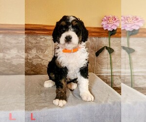 Bernedoodle (Miniature) Puppy for Sale in BREMEN, Indiana USA