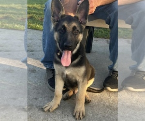 German Shepherd Dog Puppy for sale in MUNSTER, IN, USA