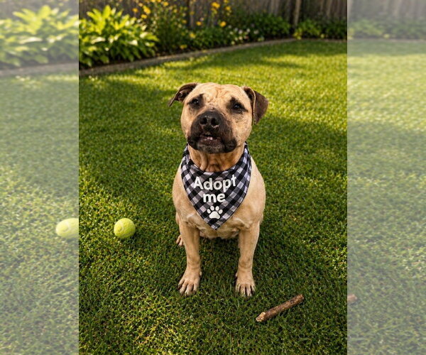 Medium Photo #2 Mutt Puppy For Sale in Euless, TX, USA
